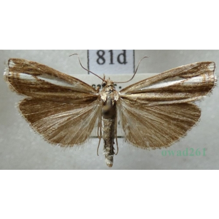 Crambus ericella (Hübner, 1813) Wachlarzyk plamiaczek Czech81d